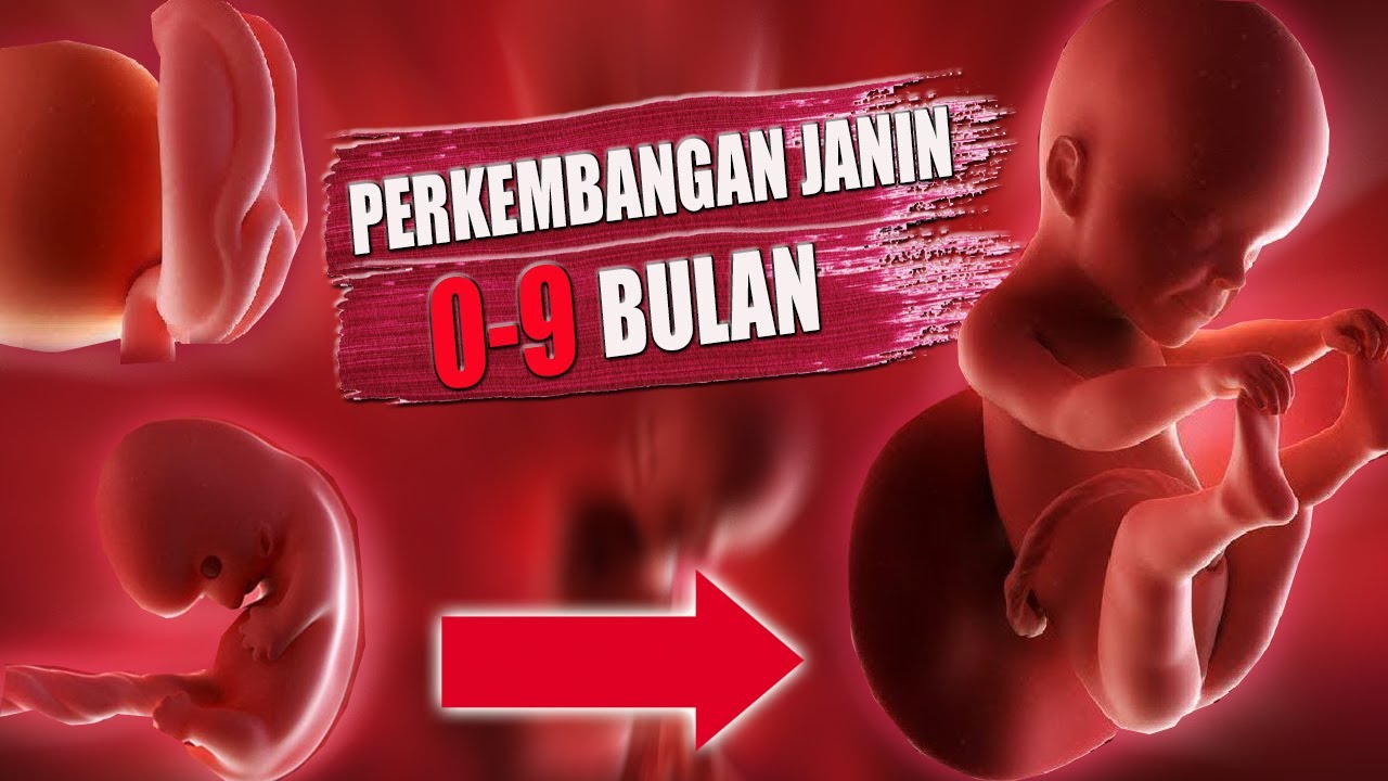 Detail Gambar Bayi 1 Bulan Dalam Kandungan Nomer 24