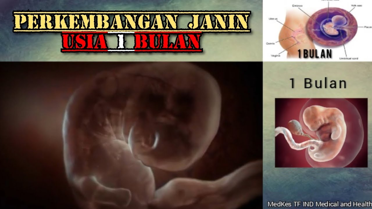 Detail Gambar Bayi 1 Bulan Dalam Kandungan Nomer 40