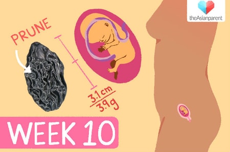 Detail Gambar Bayi 10 Minggu Nomer 11
