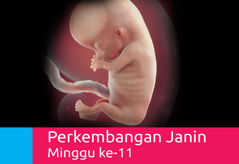 Detail Gambar Bayi 10 Minggu Nomer 28