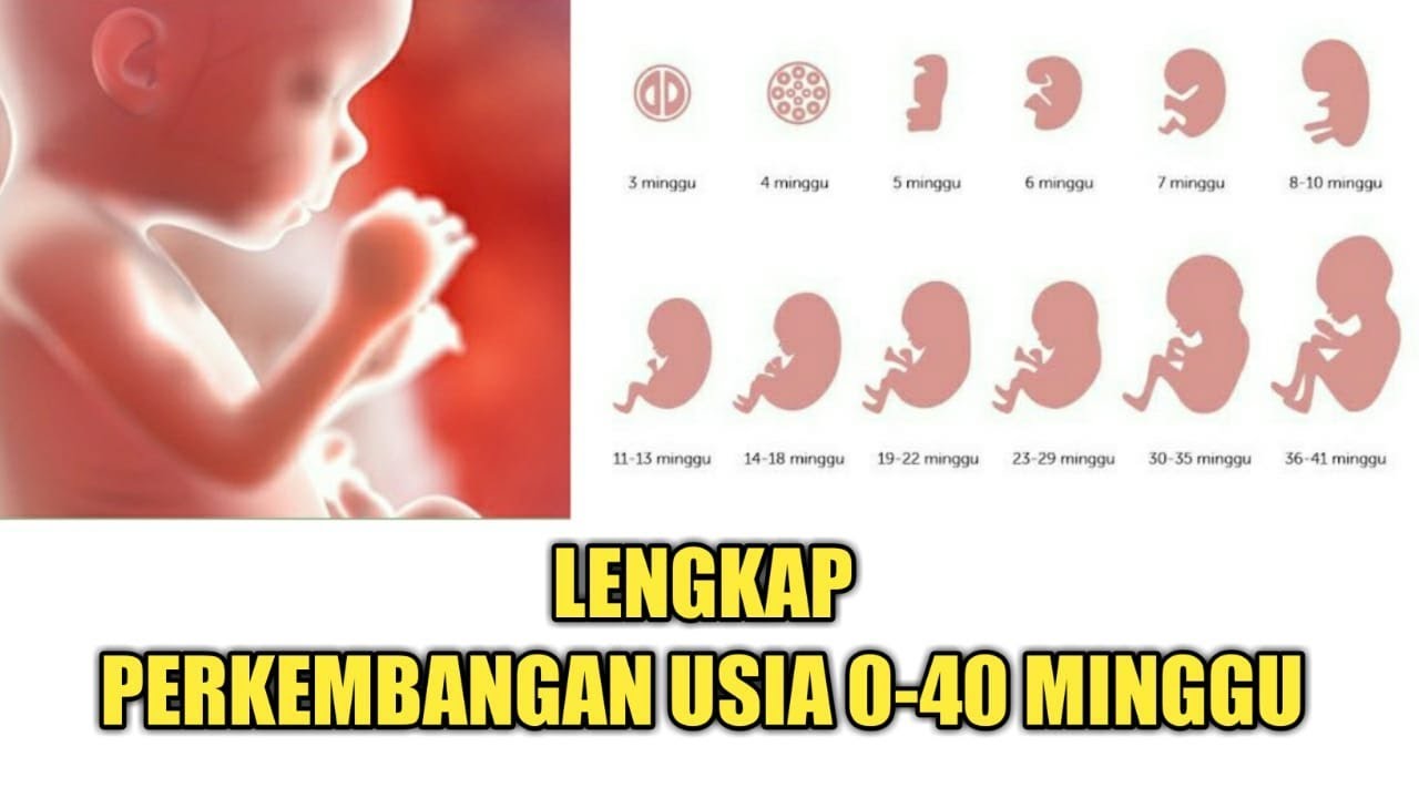 Detail Gambar Bayi 10 Minggu Nomer 32