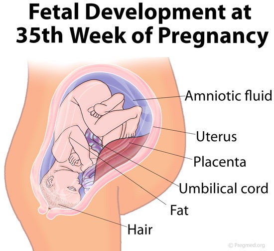 Gambar Bayi 35 Minggu Dalam Kandungan - KibrisPDR