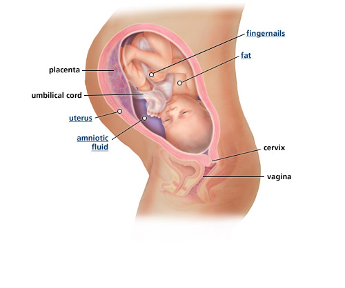 Detail Gambar Bayi 35 Minggu Dalam Kandungan Nomer 15