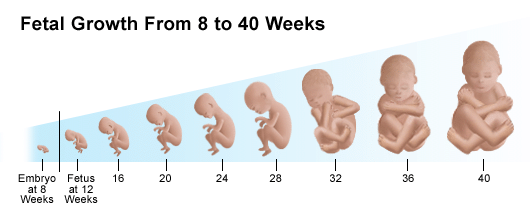 Detail Gambar Bayi 4 Bulan Dalam Kandungan Nomer 12