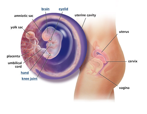 Detail Gambar Bayi 4 Bulan Dalam Kandungan Nomer 31