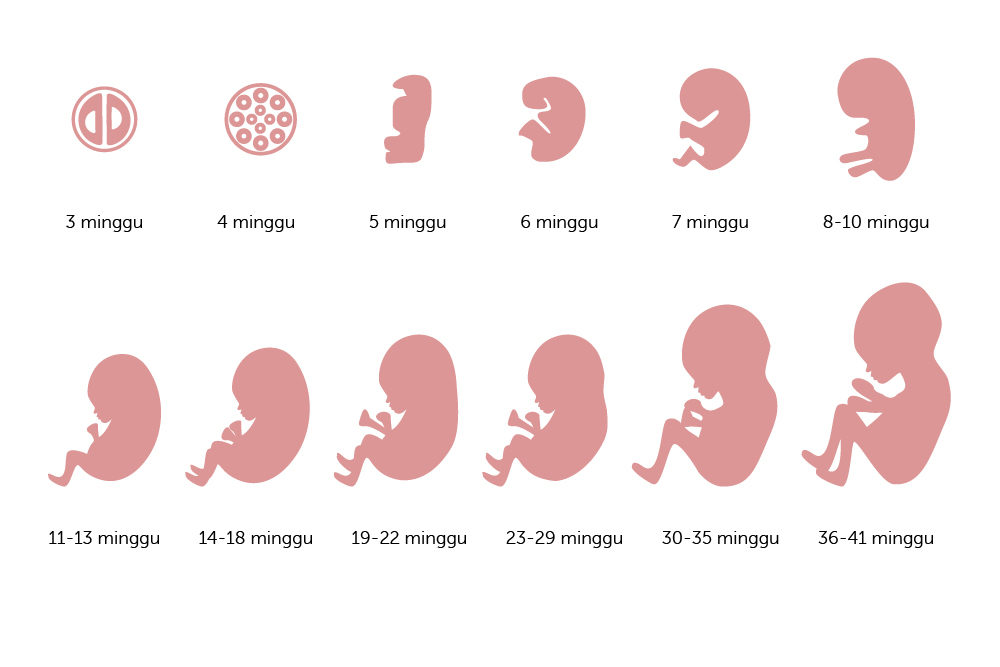 Gambar Bayi 5 Bulan Dalam Kandungan - KibrisPDR