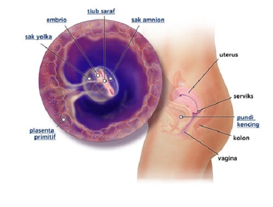 Detail Gambar Bayi 5 Bulan Dalam Kandungan Nomer 24