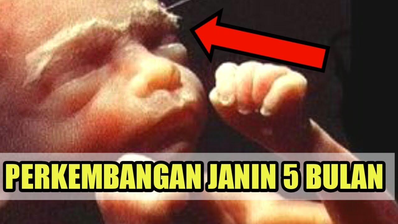 Detail Gambar Bayi 5 Bulan Dalam Kandungan Nomer 37