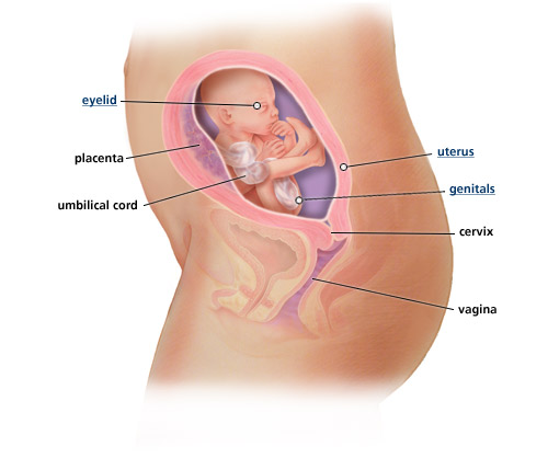 Detail Gambar Bayi 5 Bulan Dalam Kandungan Nomer 52