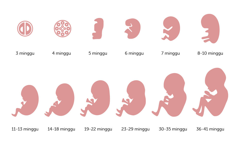 Detail Gambar Bayi 8 Bulan Dalam Kandungan Nomer 4