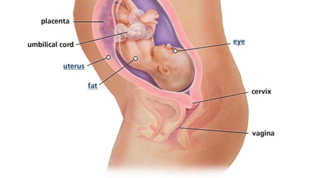 Detail Gambar Bayi 8 Bulan Dalam Kandungan Nomer 32