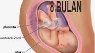 Detail Gambar Bayi 8 Bulan Dlm Kandungan Nomer 14