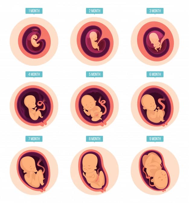 Detail Gambar Bayi Dalam Kandungan 3 Bulan Nomer 49