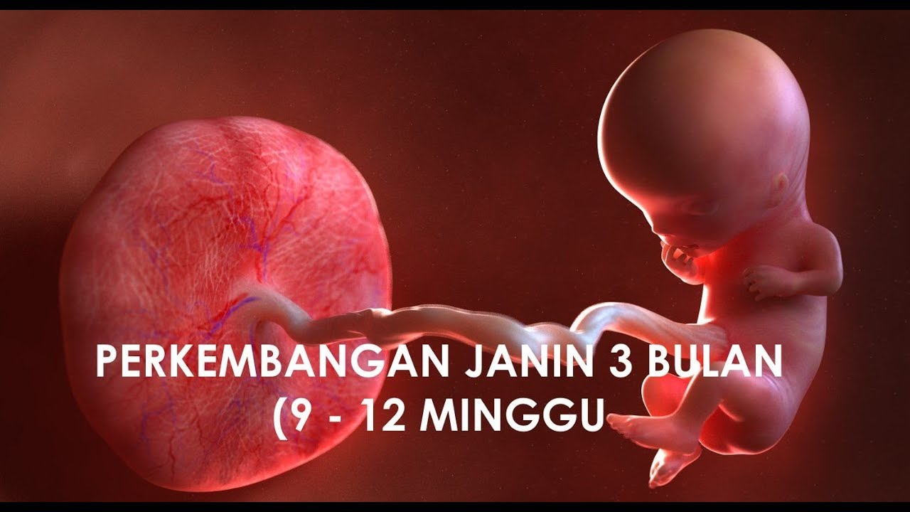 Detail Gambar Bayi Dalam Kandungan 3 Bulan Nomer 53