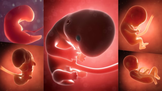 Detail Gambar Bayi Dalam Kandungan 4 Bulan Nomer 15