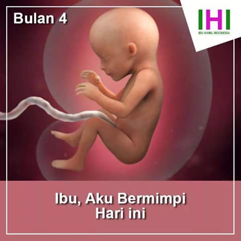 Detail Gambar Bayi Dalam Kandungan 4 Bulan Nomer 19