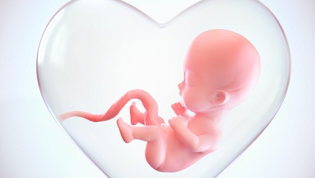 Detail Gambar Bayi Dalam Kandungan 4 Bulan Nomer 34