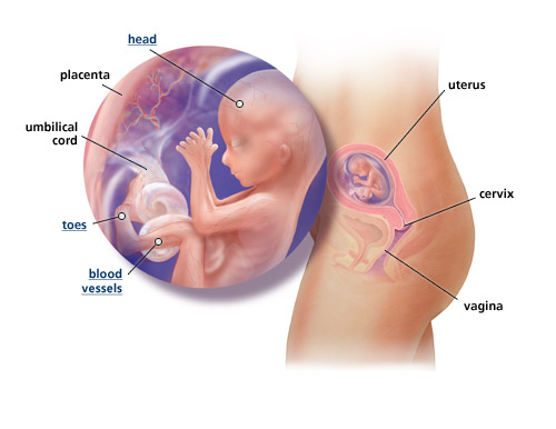 Detail Gambar Bayi Dalam Kandungan 5 Bulan Nomer 26