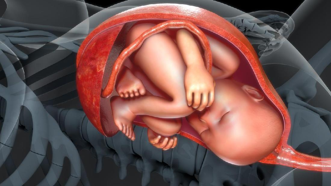 Detail Gambar Bayi Dalam Kandungan 5 Bulan Nomer 29