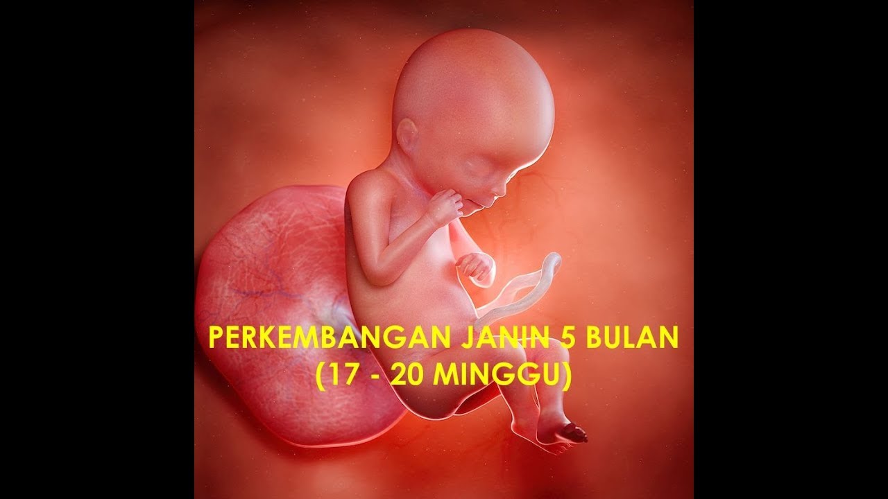 Detail Gambar Bayi Dalam Kandungan 5 Bulan Nomer 46