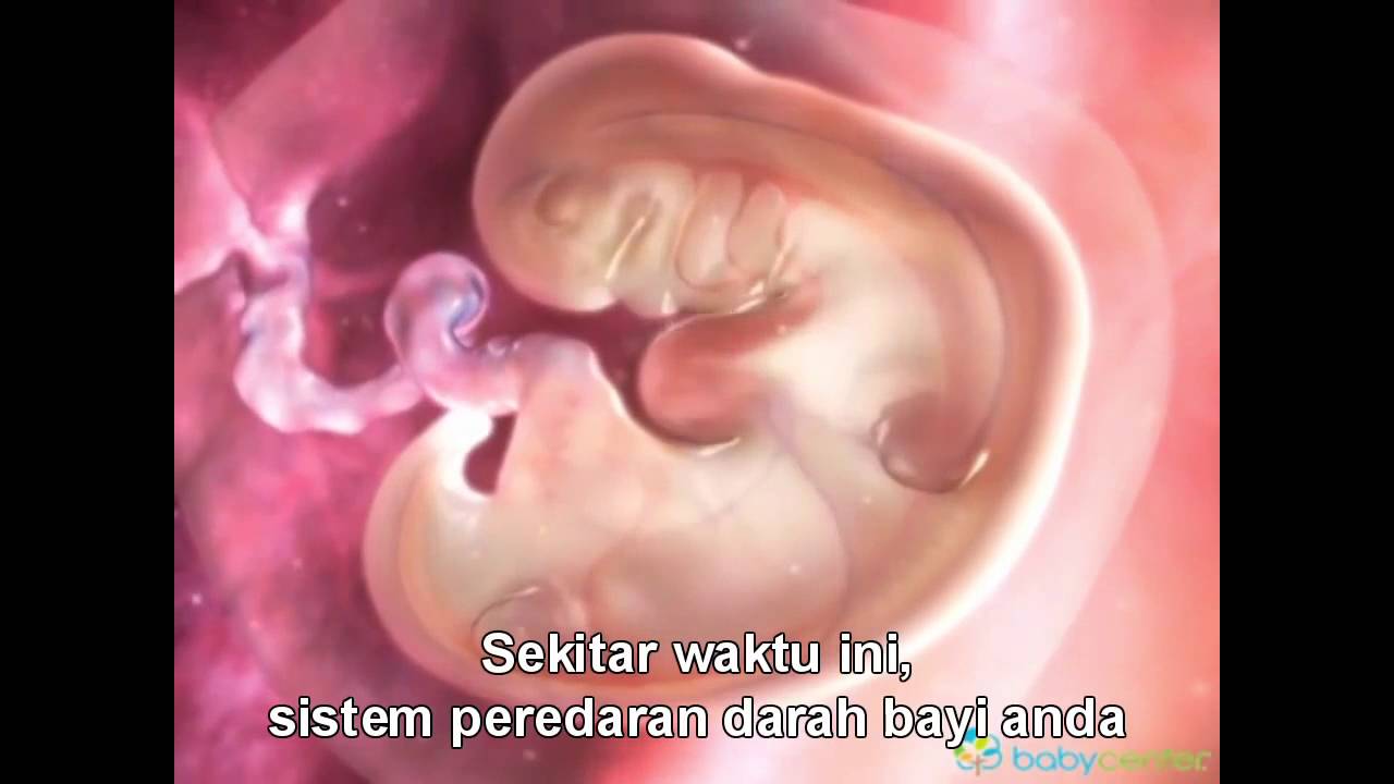 Detail Gambar Bayi Dalam Kandungan Nomer 53