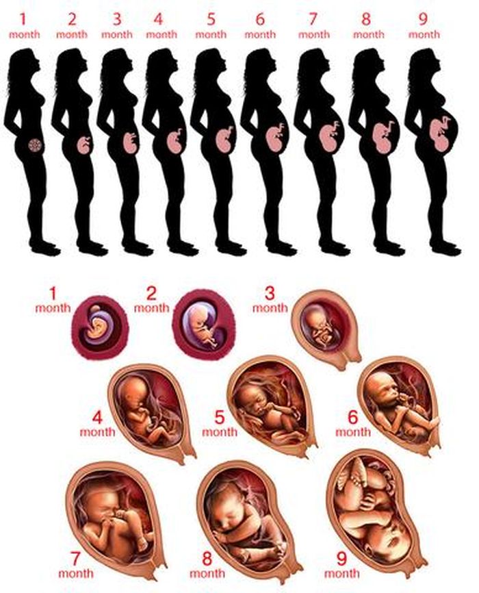 Detail Gambar Bayi Dalam Kandungan 7 Bulan Nomer 17