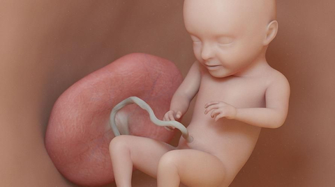 Detail Gambar Bayi Dalam Kandungan 7 Bulan Nomer 43
