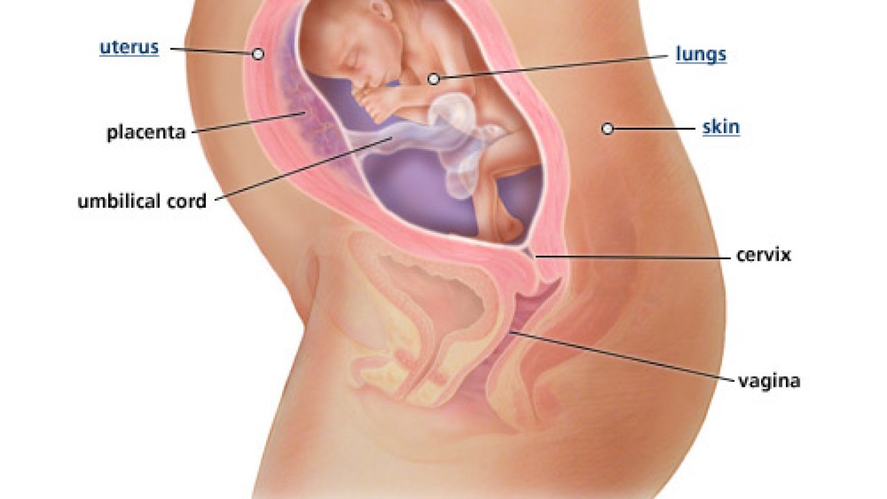 Detail Gambar Bayi Dalam Kandungan 7 Bulan Nomer 49