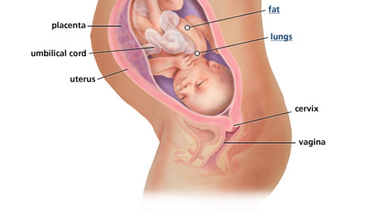 Gambar Bayi Dalam Kandungan 8 Bulan - KibrisPDR