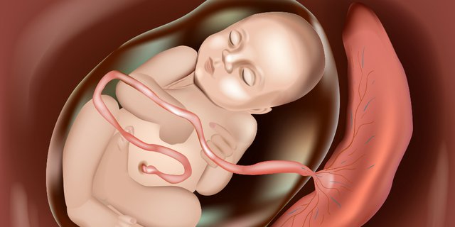 Detail Gambar Bayi Di Dalam Perut Nomer 11