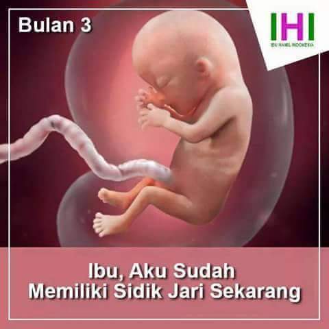 Detail Gambar Bayi Di Dalam Perut Nomer 19