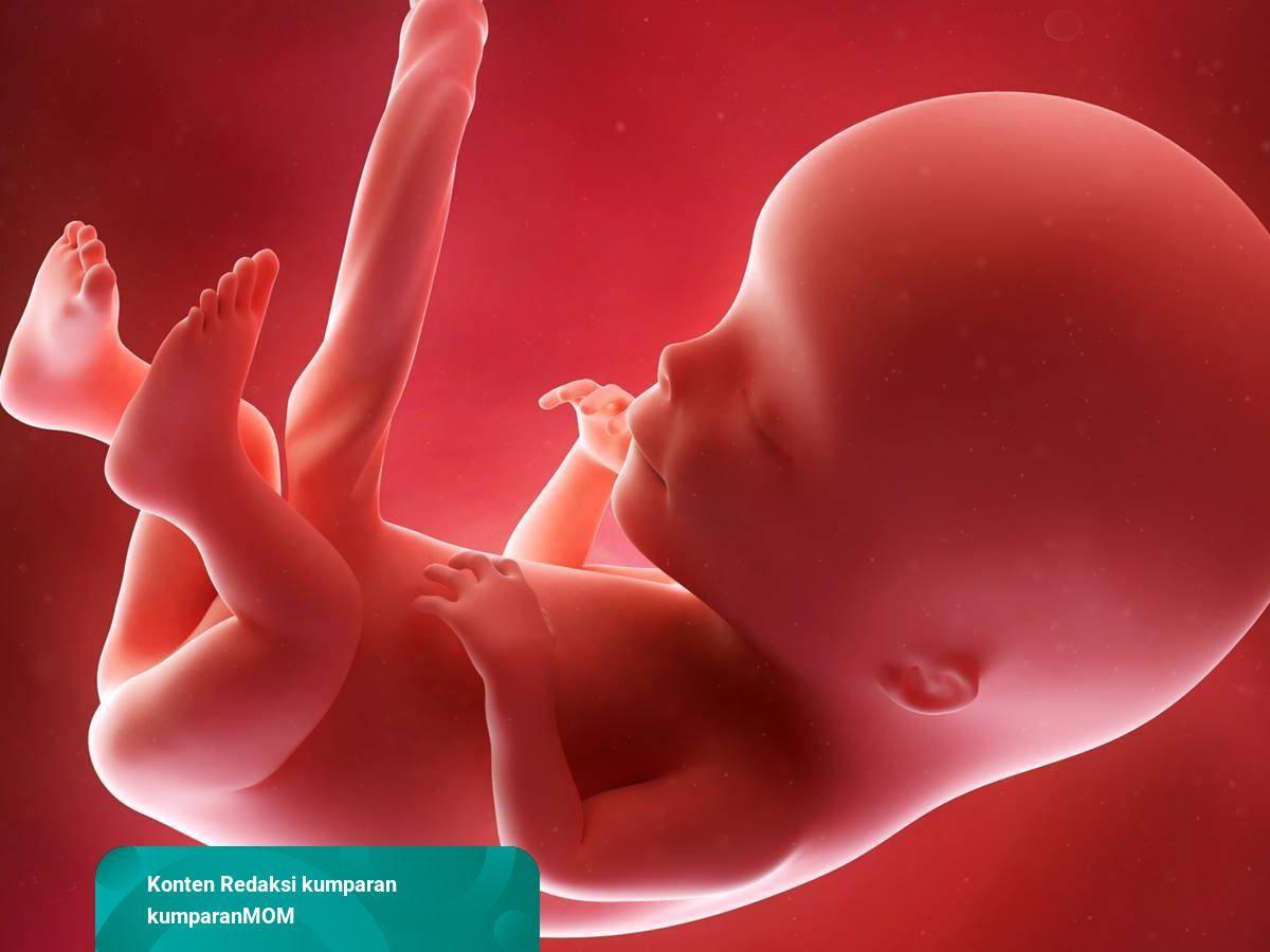 Detail Gambar Bayi Di Dalam Perut Nomer 20