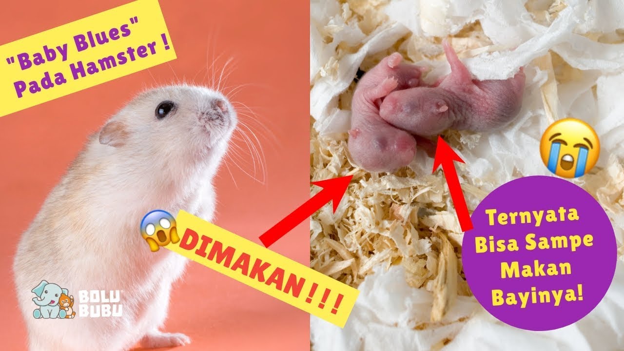 Detail Gambar Bayi Hamster Nomer 11