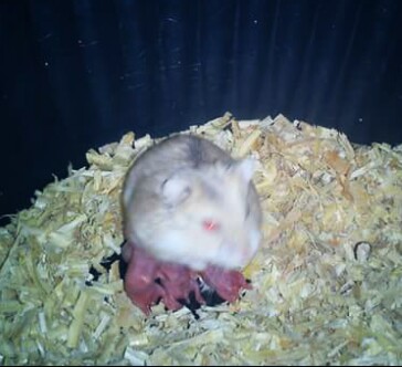Detail Gambar Bayi Hamster Nomer 14