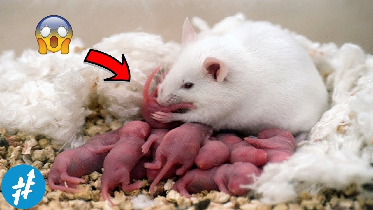 Detail Gambar Bayi Hamster Nomer 20