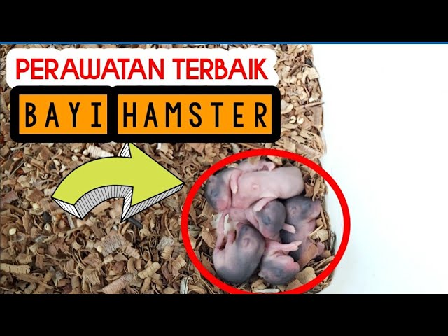 Detail Gambar Bayi Hamster Nomer 45