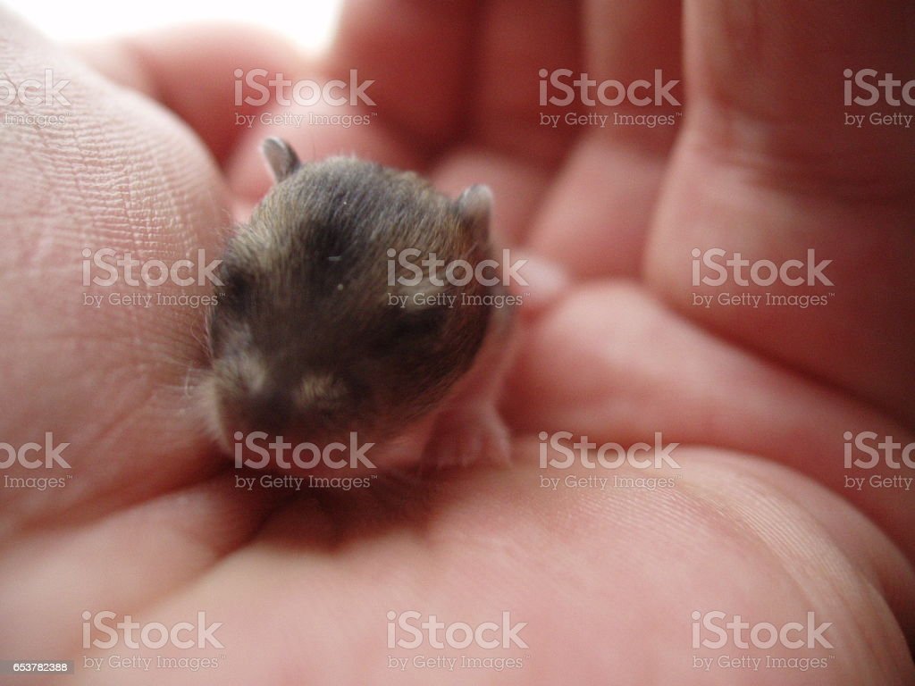 Detail Gambar Bayi Hamster Nomer 51