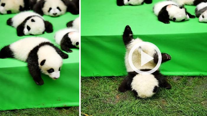 Detail Gambar Bayi Panda Lucu Nomer 15
