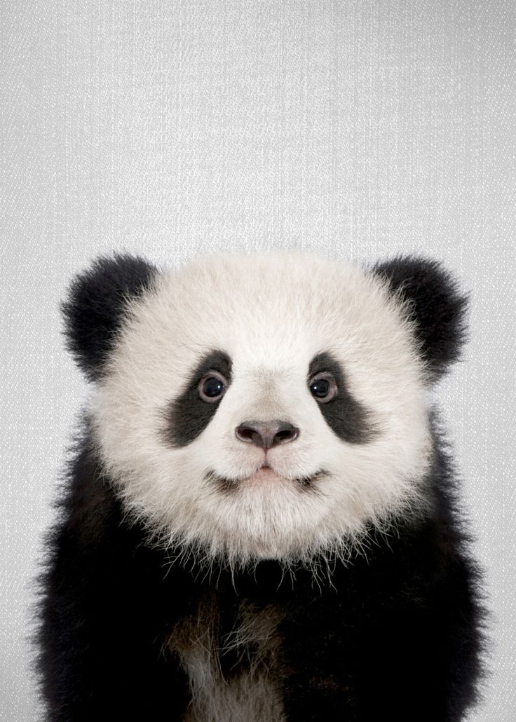 Detail Gambar Bayi Panda Lucu Nomer 17