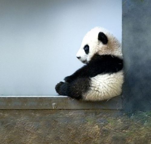 Detail Gambar Bayi Panda Lucu Nomer 38