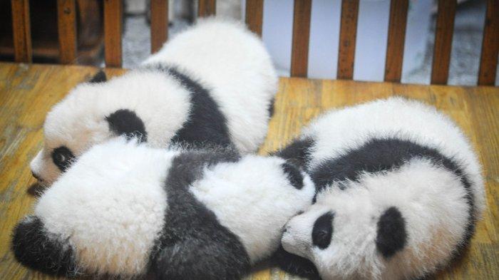 Detail Gambar Bayi Panda Lucu Nomer 42