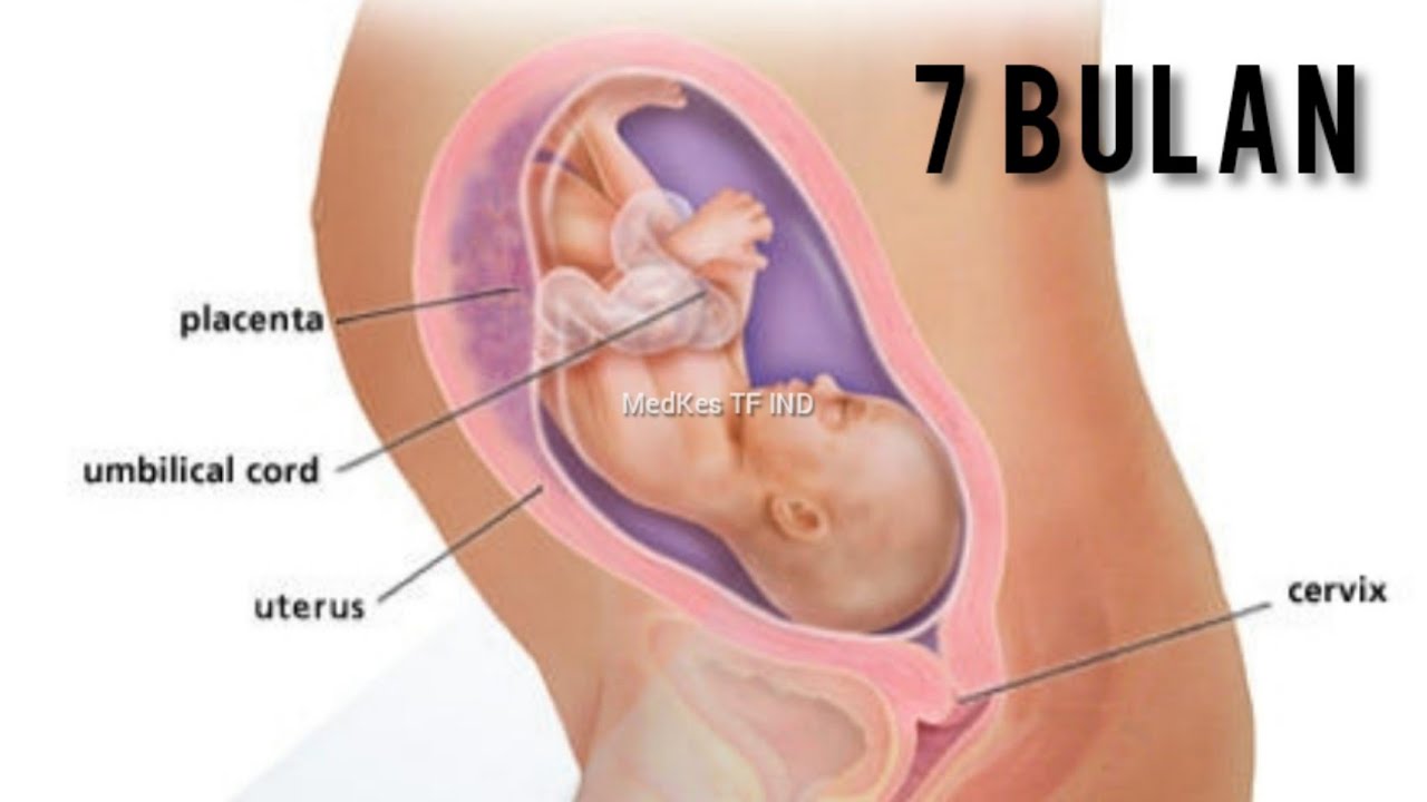 Detail Gambar Bayi Usia 7 Bulan Nomer 5