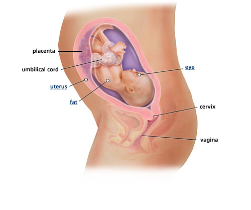 Detail Gambar Bayi Usia 7 Bulan Nomer 10