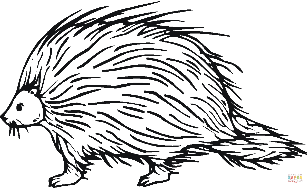 Detail Stachelschwein Zeichnen Nomer 2