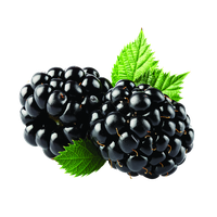 Detail Blackberry Fruit Png Nomer 6