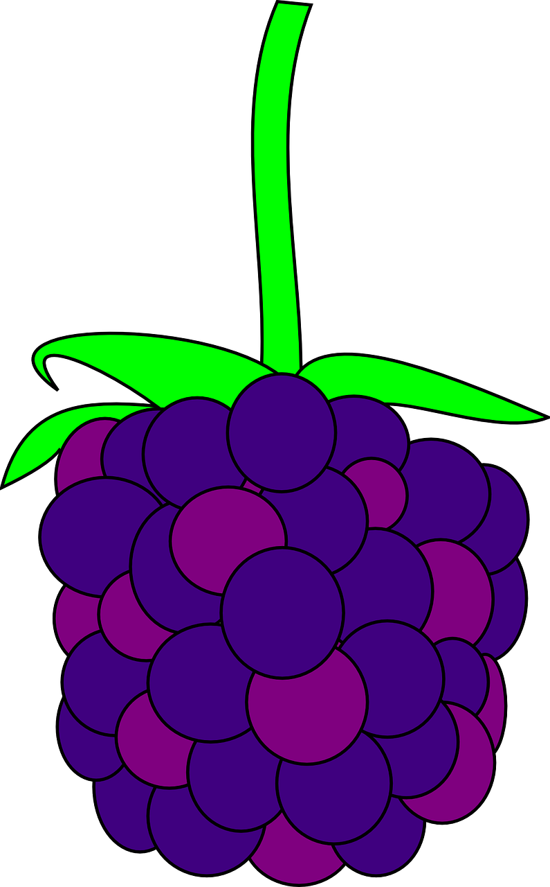 Detail Blackberry Fruit Png Nomer 9