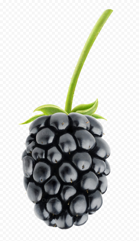 Detail Blackberry Fruit Png Nomer 12