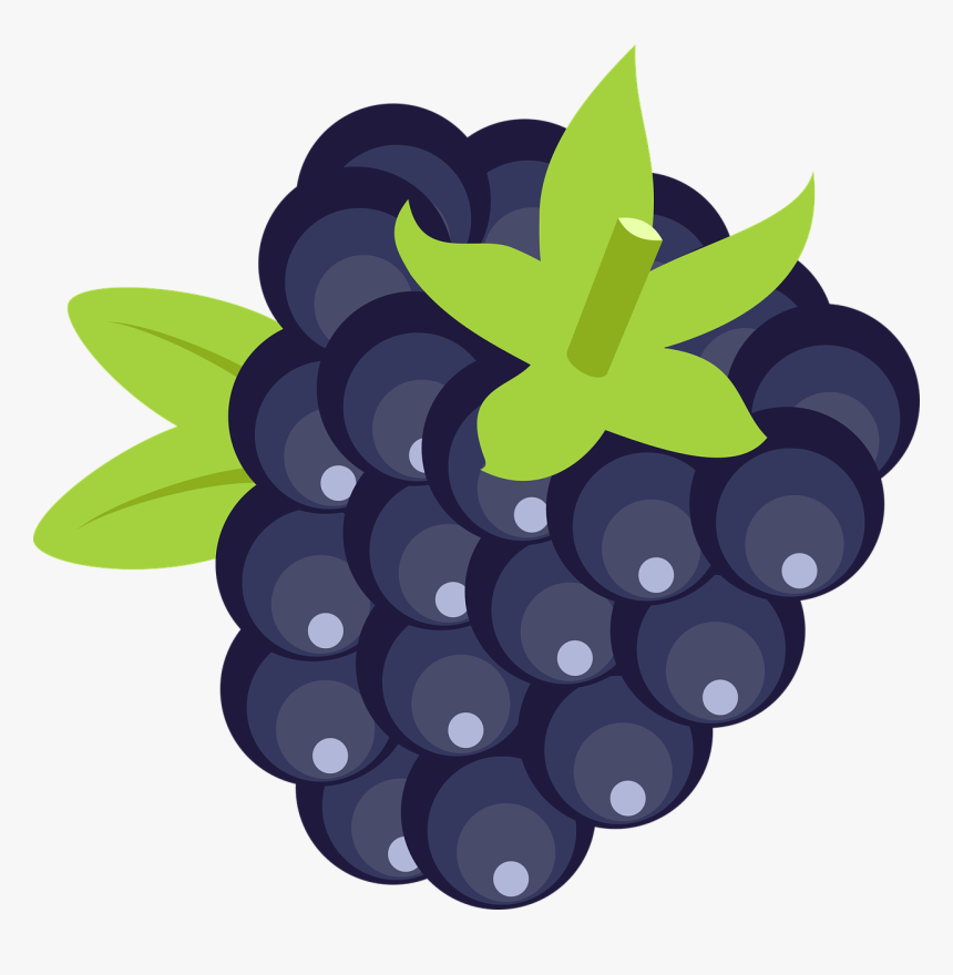 Detail Blackberry Fruit Png Nomer 3