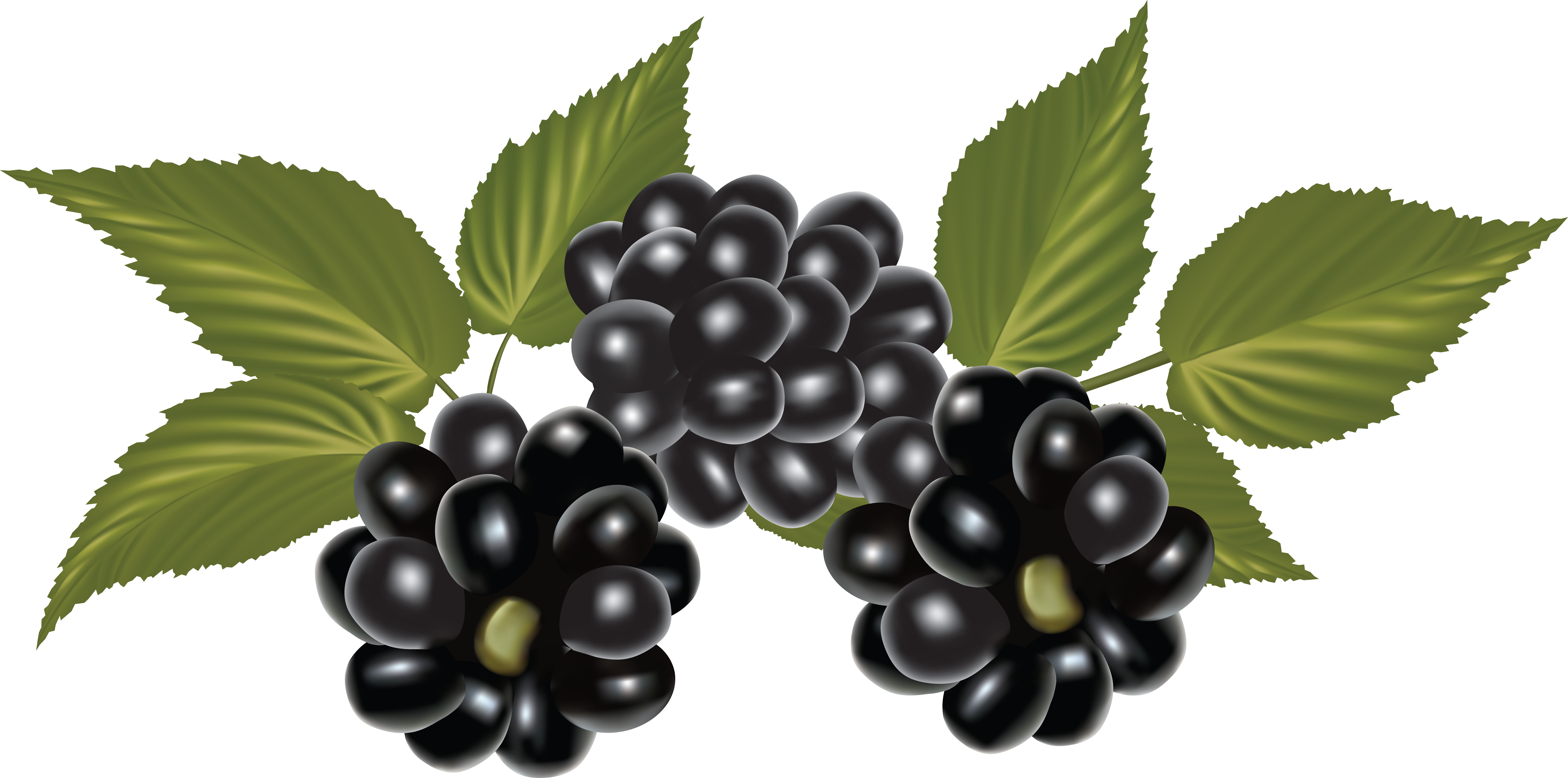 Detail Blackberry Fruit Png Nomer 5