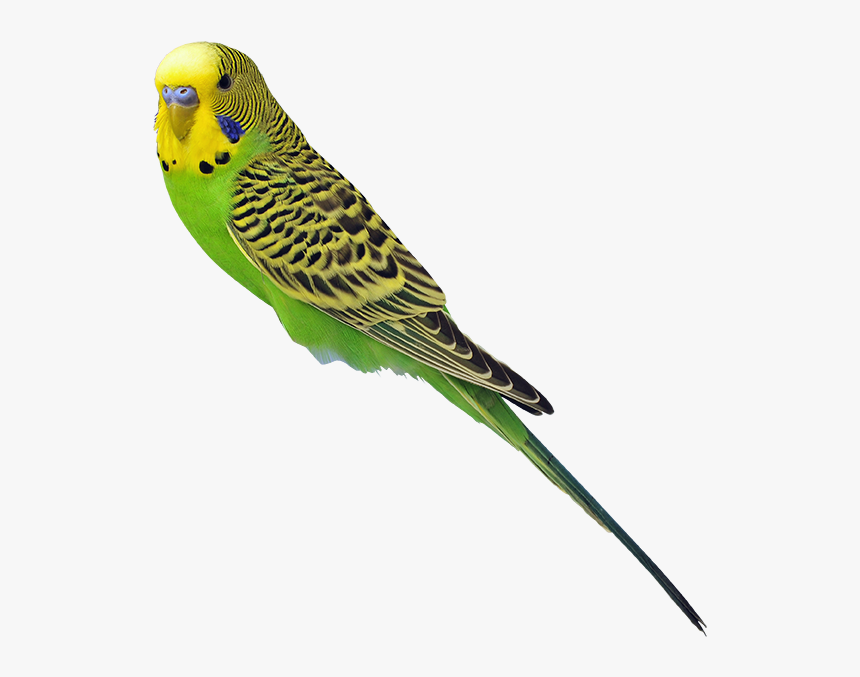 Budgie Png - KibrisPDR